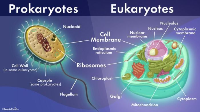 Prokaryote and eukaryote pogil answers