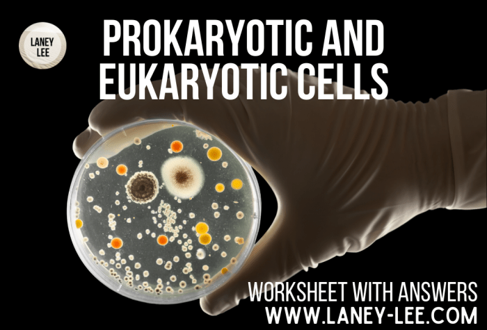 Prokaryote and eukaryote pogil answers