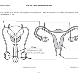 Reproductive worksheet exatin