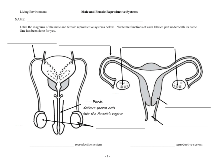 Reproductive worksheet exatin