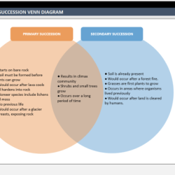 Succession secondary primary venn diagram ecological worksheet lesson vs