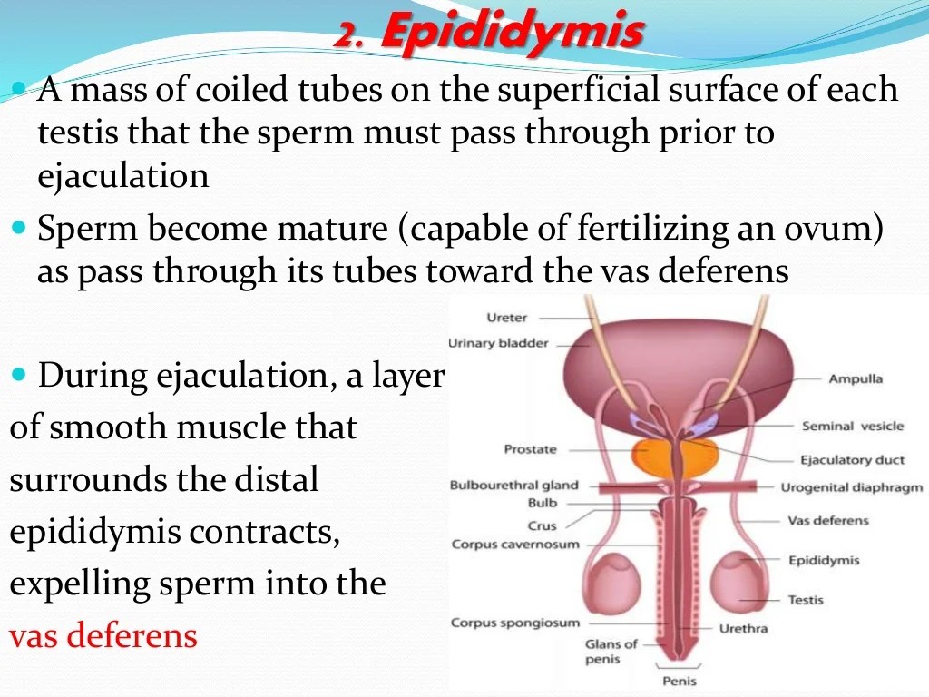 Male reproductive kids system quiz worksheet study lesson dna