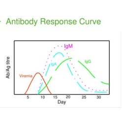 Immune adaptive antibodies memory antibody response graph defenses typical following relative