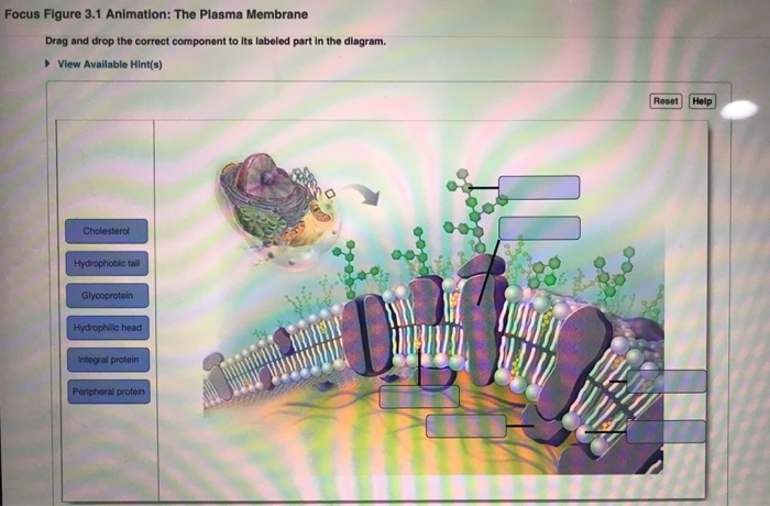 Focus figure 3.1 animation the plasma membrane