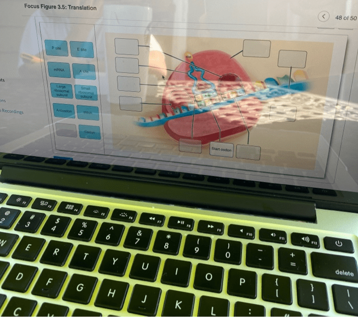 Focus figure 3.1 animation the plasma membrane