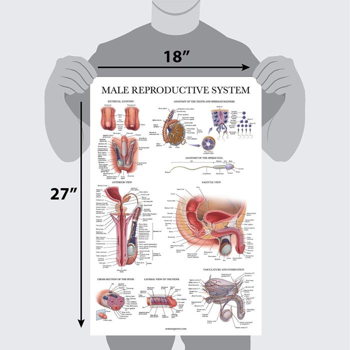 Male reproductive system quiz label