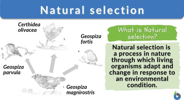 The making of the fittest natural selection and adaptation answers