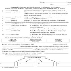 Natural selection and evolution worksheet answers