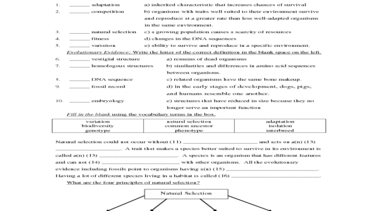 Natural selection and evolution worksheet answers