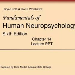 Fundamentals of human neuropsychology 8th edition