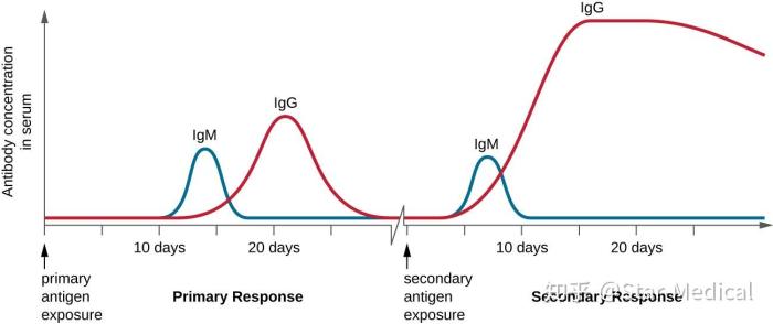 Immunodeficiencies are a result of all of the following except